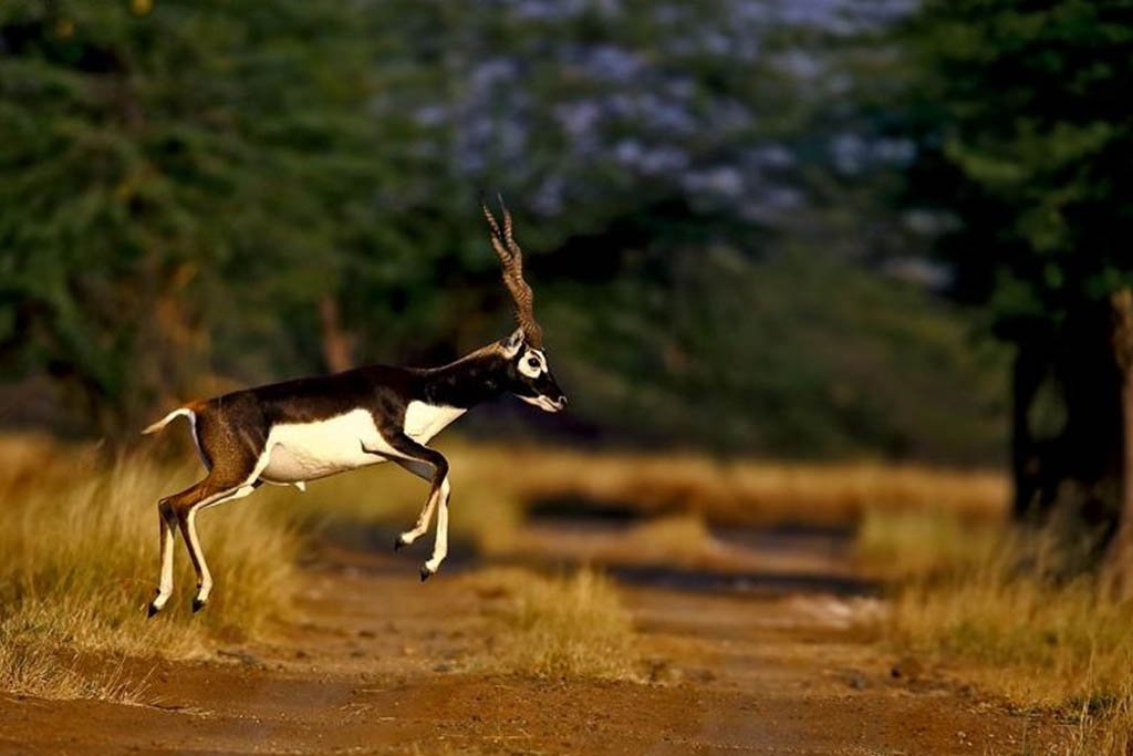 Guda Bishnoi Village Safari in Jodhpur